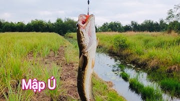 Câu cá lóc thiên nhiên Tân Phú Đông, Tiền giang