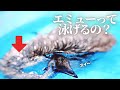 生まれて初めてプールで泳いだエミューがかわいすぎました 生まれて初めてプールで泳いだエミューがかわいすぎました