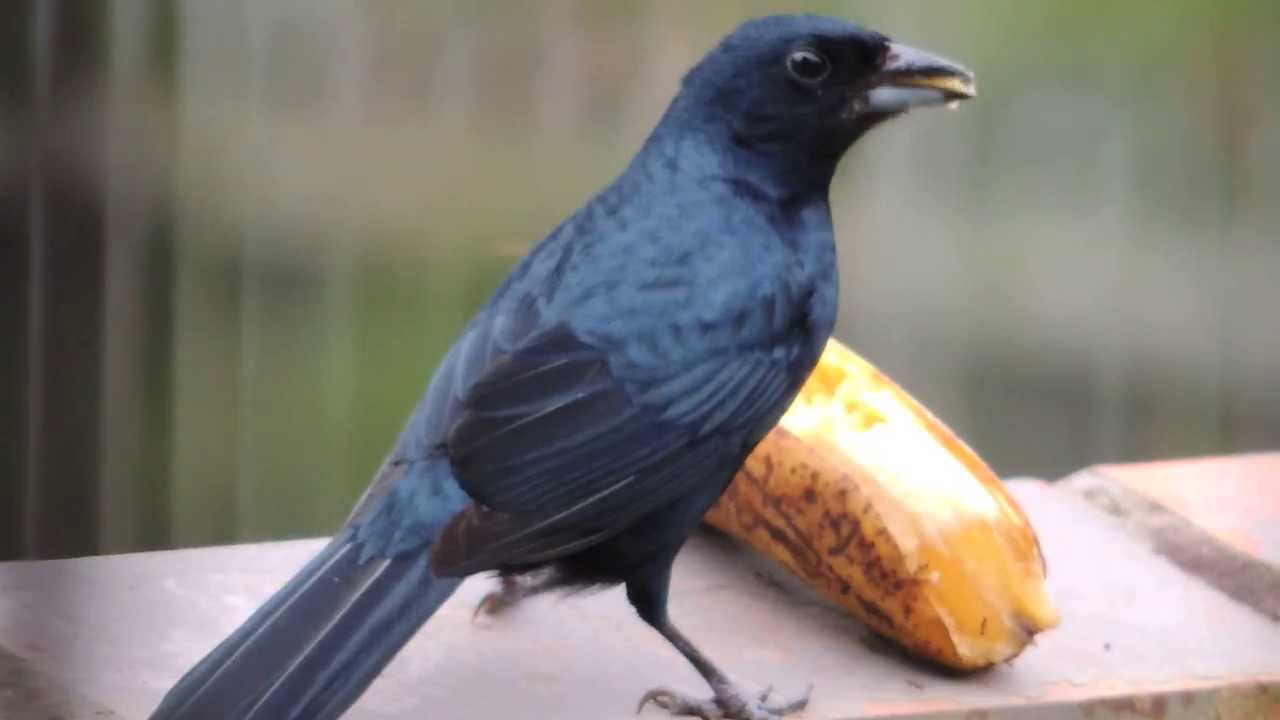 Tiê-Preto - Nome Científico Tachyphonus coronatus - Nome em Inglês Ruby