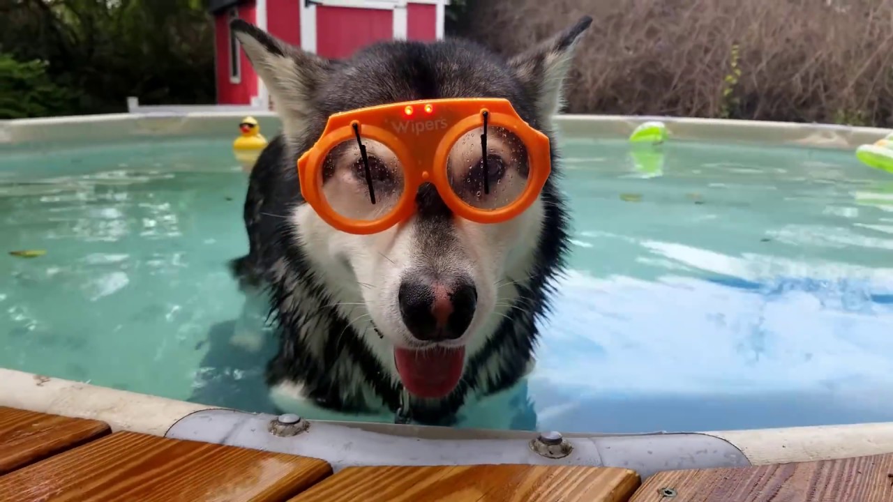 dog in swimming goggles