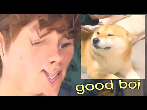 reacting-to-dog-memes