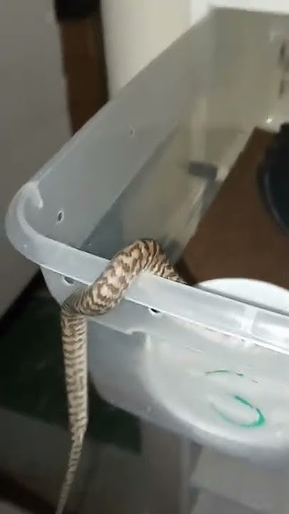 baby zebra jag carpet python - YouTube