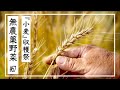 【無農薬野菜】無農薬野菜の暮らし ｜小麦を収穫しました #67