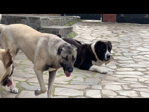 SİZCE MEKANIN EN MUTLU  KÖPEĞİ KİM ?