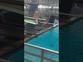 2023 usa diving junior zones b orlando 1415 3m springboard dive 5 201b usadiving