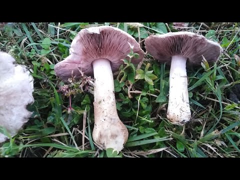 Video: Gorka je jestiva gljiva ili nije?