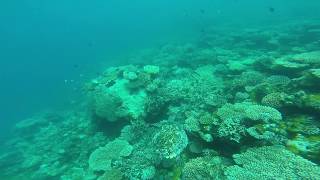 Snorkel in Maldives, South Male Atoll