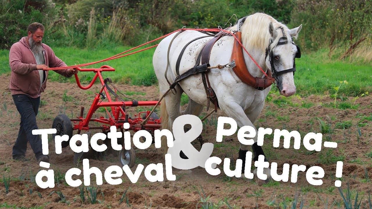 La traction animale ! (VLOG)