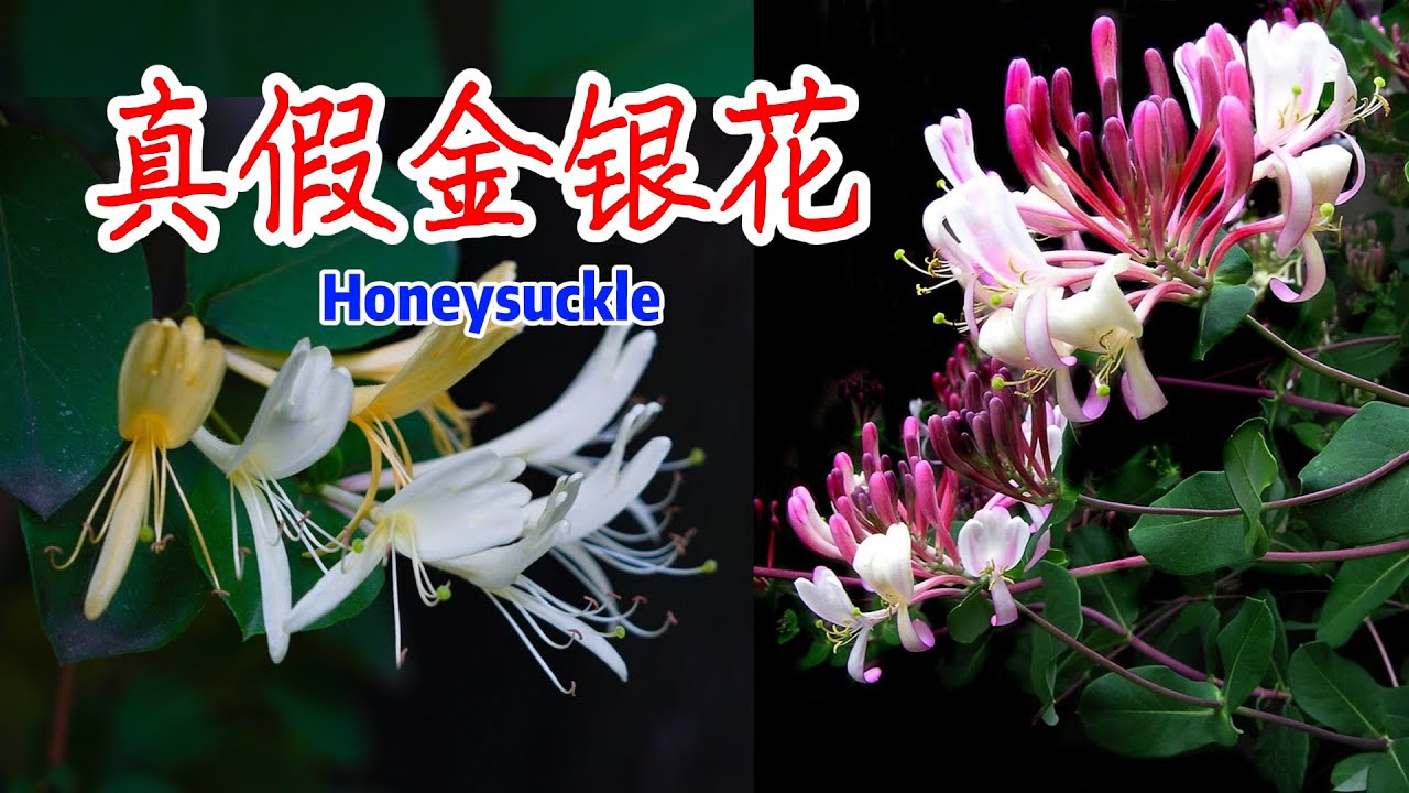 金银花辨真假！小心吃到有毒金银花!一招帮你选到能喝的金银花茶