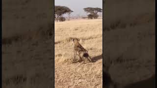 Hyena Regrets Attacking This Zebra! 🦓💥 #Shorts