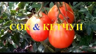 Как сделать томатный сок и кетчуп Как сделать томатный сок и кетчуп