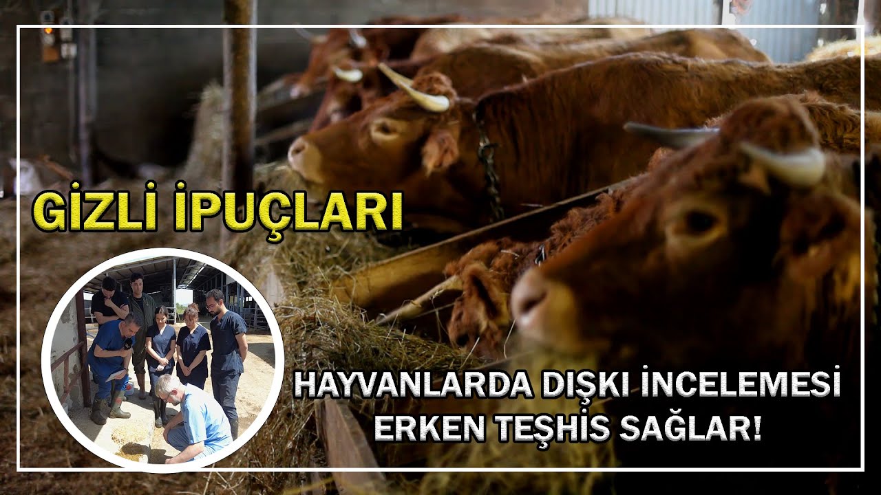 Hayvanlarda Dışkı İncelemesi Erken Teşhis Sağlar!