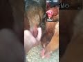 Ye Murgi Ne Kya Kar Dikhaya #chicken #poultrytips #viralvideo #roosterfarm #birds #youtubeshorts