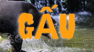 Bí Quyết uống mật gấu hiệu quả nhất hiện nay 💞