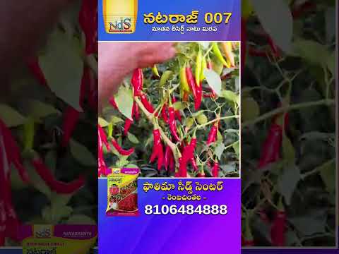 కింది నుండి పైవరకు గుత్తులు గుత్తులు కాయలు నాటరాజ్ 007 నాటు మిరప #shorts