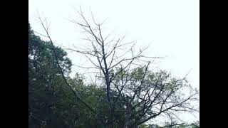 Sadness - Rain - [Full Album]