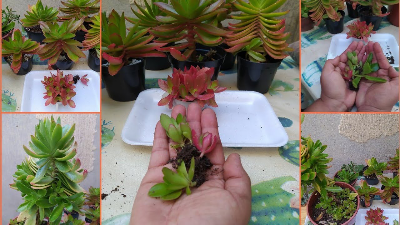Como fazer mudas da crassula capitella/com mais facilidade