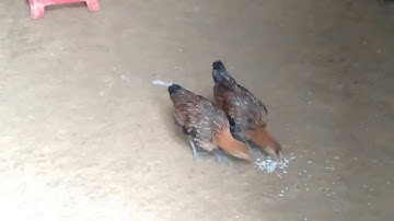 Me nyuam qaib dib plhis plaub liab lawm