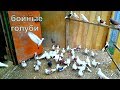 Армянские и Бакинские  Бойные голуби, Armenian and Baku Tumblers