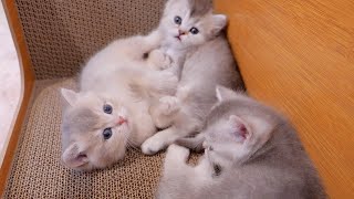 A cute kitten falling asleep after a fierce grooming battle.