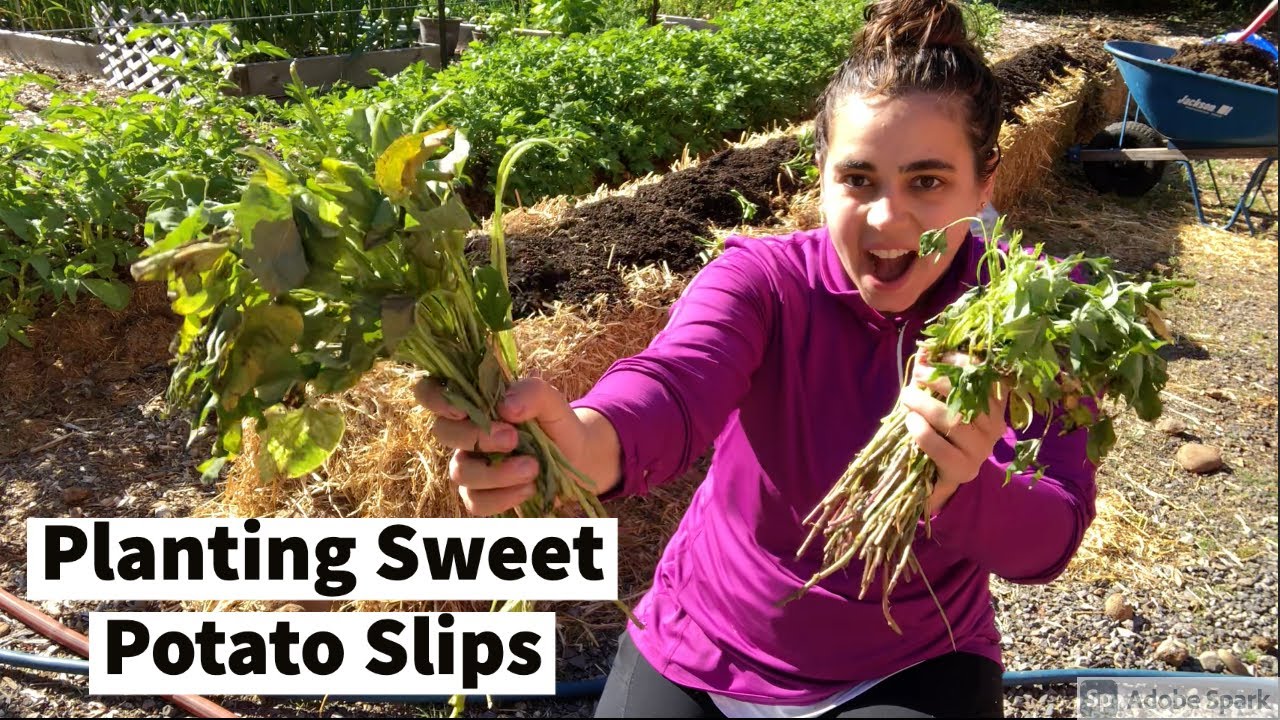 Planting Sweet Potato Slips in Straw Bales and Raised Beds Who will