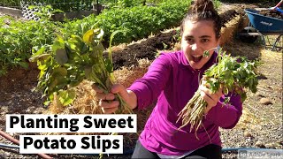 Planting Sweet Potato Slips in Straw Bales and Raised Beds | Who will WIN!?!