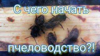 #1#. С чего начать пчеловодство?! Пчеловодство с 0! Пчеловодство для начинающих!