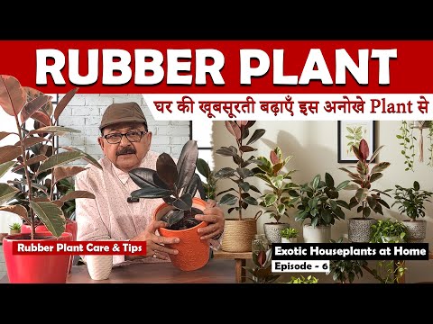 Rubber Ka Paudha