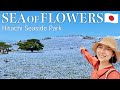 IBARAKI🇯🇵 Day trip from Tokyo to Hitachi Seaside Park🌷 Japan travel vlog #nemophila