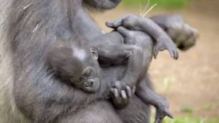 Baby Gorilla & Mom Are Thriving
