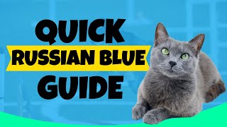 Unlocking the Secrets of Russian Blue Cats: Care Guide!