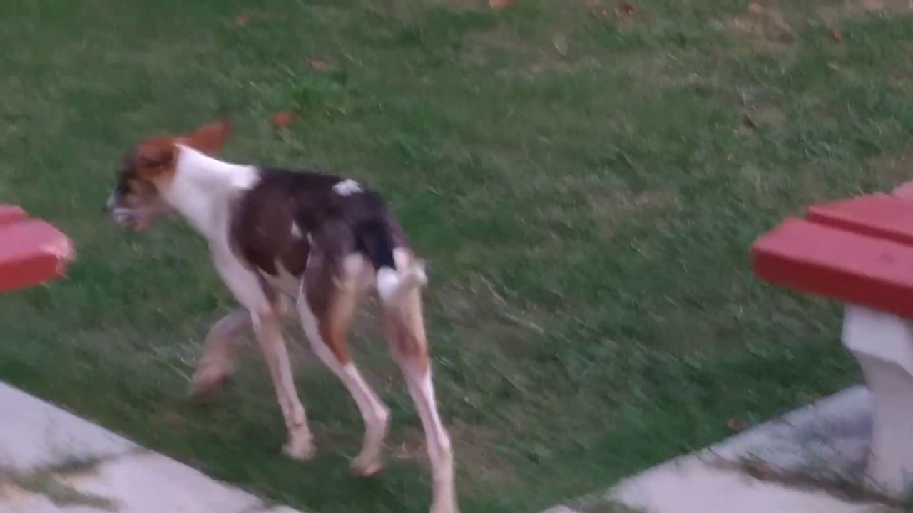 Stray Dog eating Kit Kat Chocolate, 2017 , Unfortunately with the