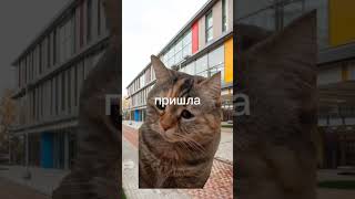 как проходит мой день #котики