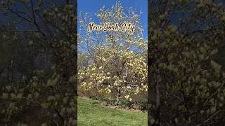 Amazing spring in NYC|Central park|Manhattan #shortsfeed#spring#nyc #nature #hindisong #usa #music