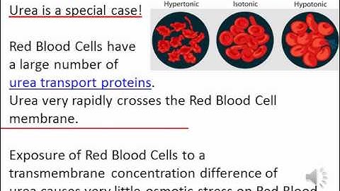 Diffusion and Osmosis - Problem 5