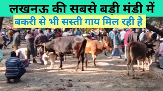 Lucknow की सबसे बड़ी पशु मंडी में बकरी से भी सस्ती गाय.... screenshot 3