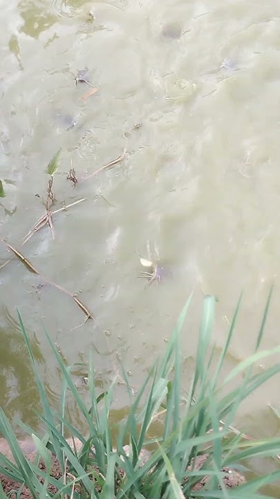 what-can-you-feed-fish-fishing-catching-fishcare-fish-fishng