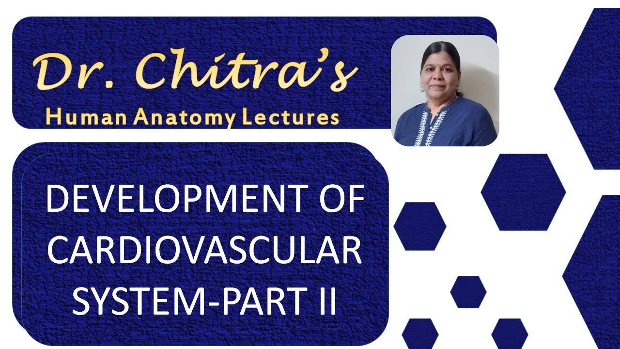 Development of CVS Part II YouTube