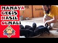 YAVRU KÖPEKLERİ MAMAYA ALIŞTIRMAK - YAVRULARDA BESLENME