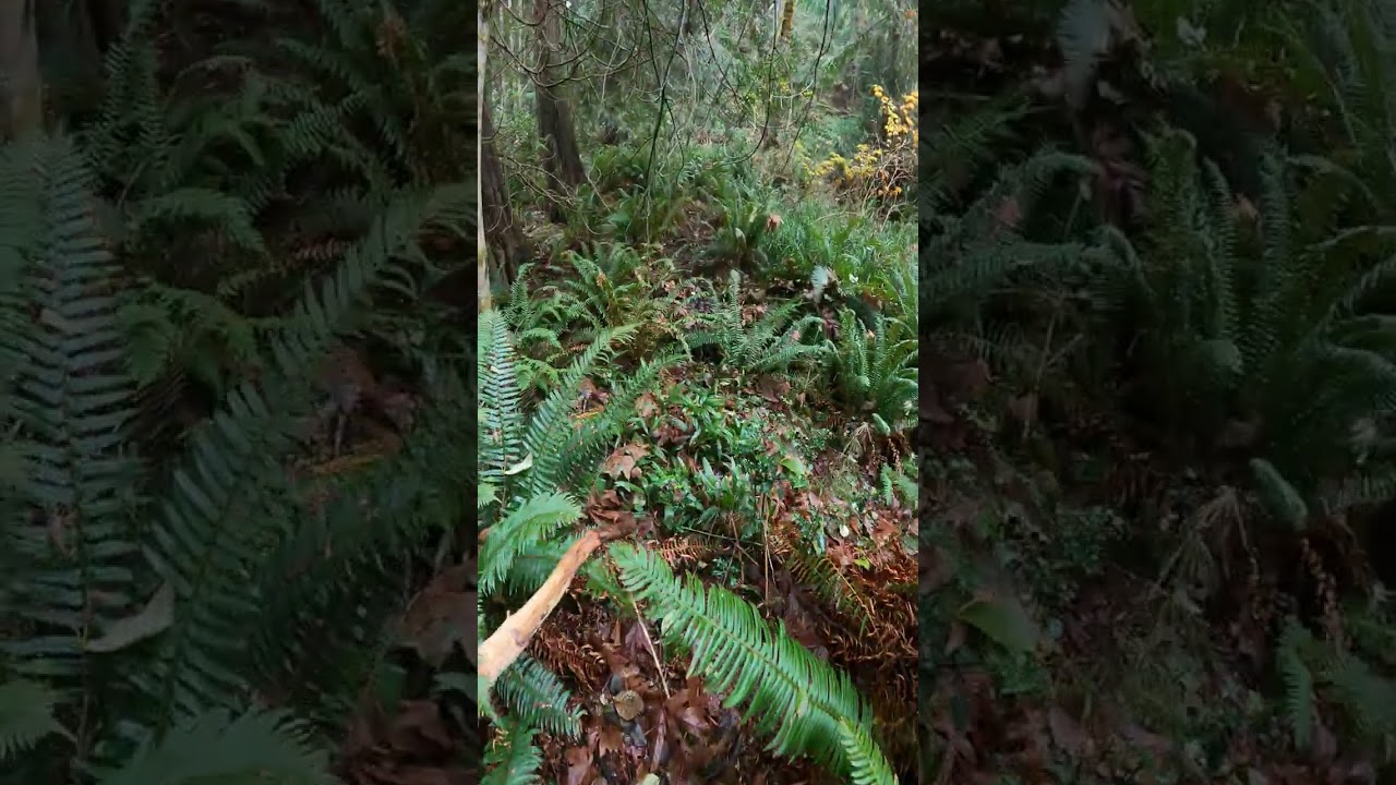 A Canadian Forest full of Trachycarpus fortunei var. swampsonii palm trees  