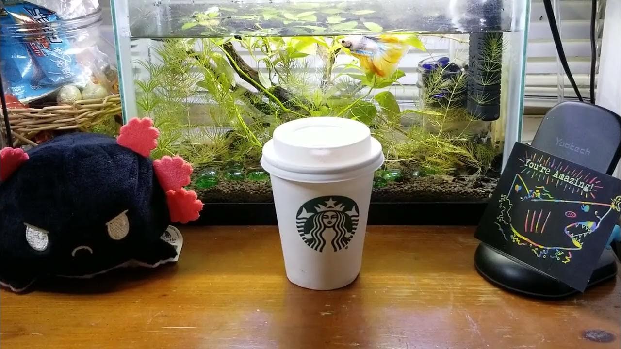 Starbucks Toasted Vanilla Syrup Review YouTube