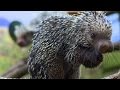Zoo Animal Care and Behavior