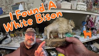 A White Bison In A Thrift Store?