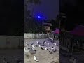 പറവ ഇഷ്ടം ❤️#parava #pigeon #pigeonlover #pets #shorts #viralvideo #viral