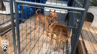 Brickhouse Performance: A Lil Kennel Maintenance & More…