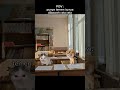 kadang pelaku kadang korban🤣   #kucing #kucinglucu #funnyvideo #feedshorts #memekucing