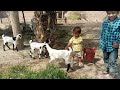 Kanak Ke Fasal Ghoom Rahe He Vlog | #kidsvideo #villagelife #vlog #vlogger #vlogs