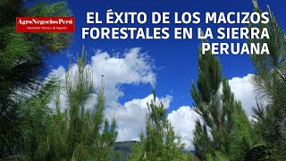 Destruyendo mitos y prejuicios sobre la forestación con pinos