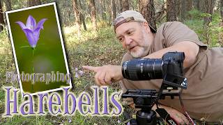 Photographing Harebells Photographing Harebells