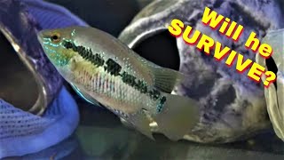 SUPER AGGRESSIVE CICHLID TANK MATES! - [Can this Work] - SALVINI MEETS GREEN TERROR! (Profile #5)